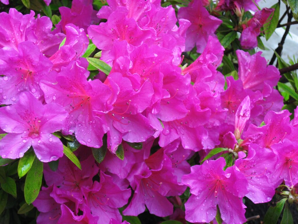 azalea flor