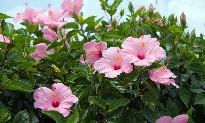 cómo cultivar Hibiscos de manera sencilla.