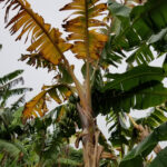 fusarium en banana