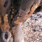 phytophthora en arbol