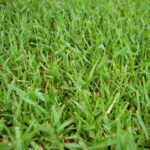 zoysia