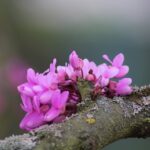 como y cuando plantar arbol de judas