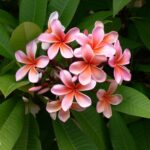 como y cuando plantar plumeria